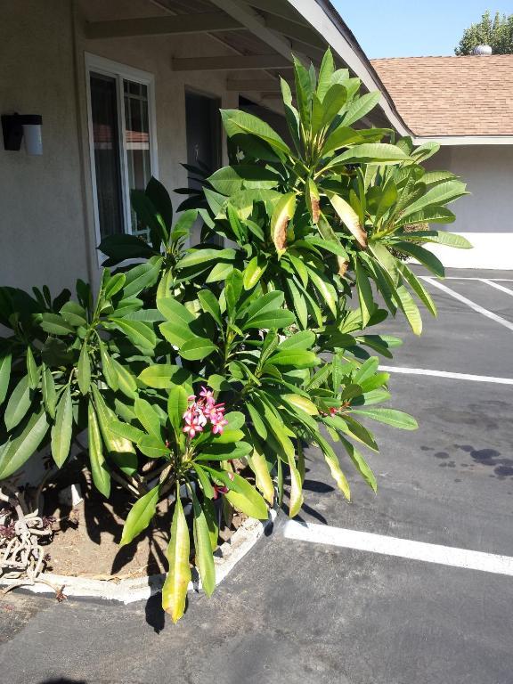 New Kansan Motel Rancho Cucamonga Eksteriør billede